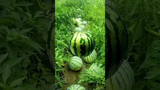 Https V Kuaishou Com NrtX2gjH Shared A New Post In Kwai Let S Have A Look Click T  Https V Kuaishou Com NrtX2gjH Shared A New Post In Kwai Let S Have A Look Click T