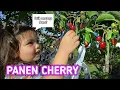 Download Lagu PANEN BUAH CHERRY BARENG HEIDI