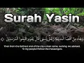 Download Lagu Surah Yasin | Solace for the Bereaved Recitation (تلاوة سلوى للمفجوعين)