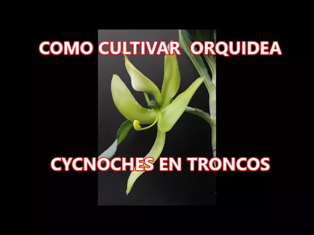 COMO CULTIVAR UNA ORQUÍDEA CYCNOCHES EN UN TRONCO
