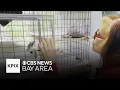 Mill Valley woman nonprofit has rescued thousands of unwanted rabbits over nearly 3 decades