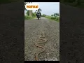 Download Lagu #snake #snackvideo #youtubeshorts #shorts