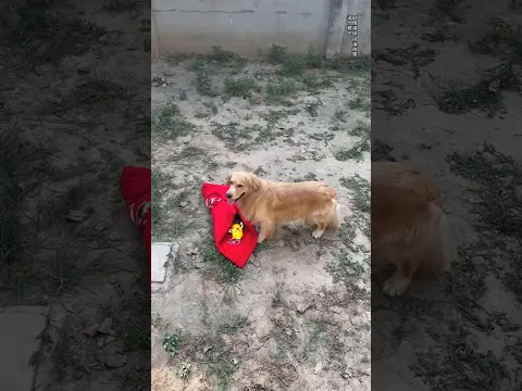 The clever dog outsmarted two thieves.