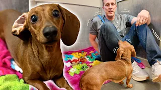A Wiener Dog BIT my BUTT 😵‍💫