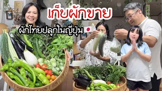 เก็บผักสดจากสวน แพ็คส่งลูกค้า! วันนี้มีผู้ช่วยน่ารักๆ 🥬🧺