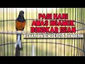 Lagu Murai Batu GACOR bongkar isian Kenari Konin Jangkrik Gereja Katem 100%Efektif bikin EMOSI