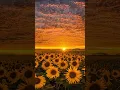 Sunflower Background Shorts video #shorts #viralshorts #trending