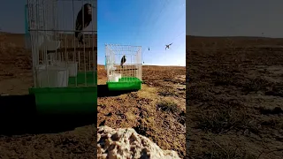 صيد طائر الحسون بشبكة Catching A Goldfinch With A Net 