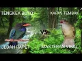 Download Lagu 🔴Masteran Kapas Tembak Vs Tengkek Buto Kejam ‼️‼️