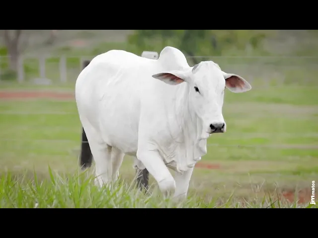 Novilha Nelore AFOM - 5775