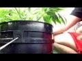 Seed to Shelf in 120 Days or Less - Day 53