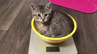 Foster Kittens 8 Weeks Old Updates