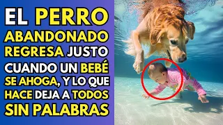 PERRO ABANDONADO REGRESA JUSTO CUANDO UN BEBÉ SE AHOGA, Y LO QUE HACE DEJA A TODOS SIN PALABRAS