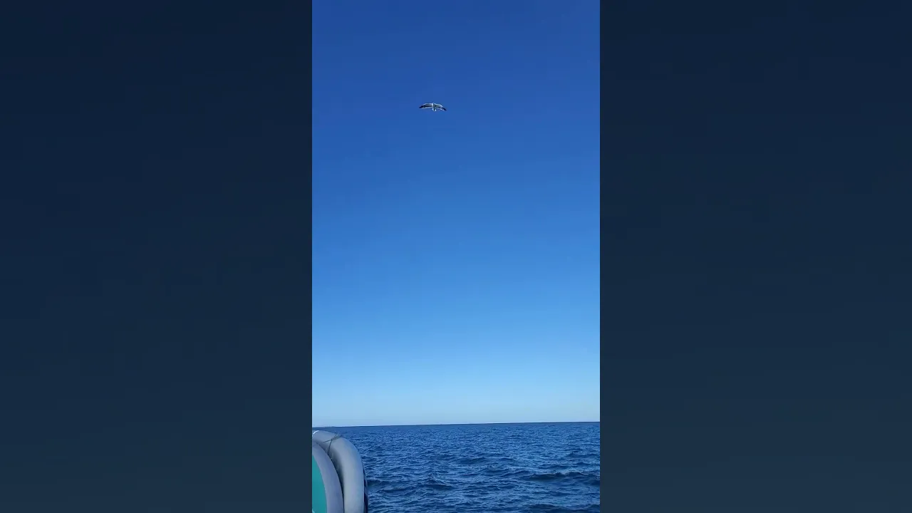Hiraya sailing so smooth even Mr Gull wanted on.