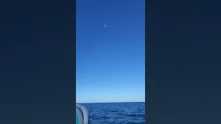 Hiraya sailing so smooth even Mr Gull wanted on.