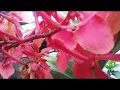 Download Lagu Could be  Vanda Kagawara - Vanda Hybrid 10 year-old with 2 keikis and 1 bloom spike