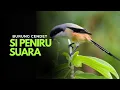 Lagu Burung Cendet – Si Peniru Suara dari Alam Liar