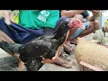 Download Lagu MURAH² BOS‼️BABON AYAM BANGKOK HARI INI BANYAK PILIHAN DI PASAR SUMPIUH