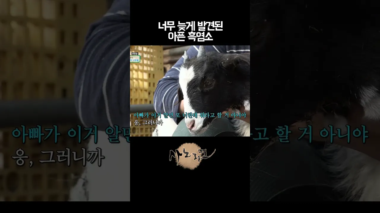너무 늦게 발견된 아픈 흑염소
