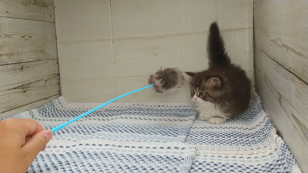 動画