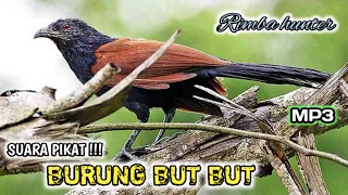 Download SUARA PIKAT BURUNG BUT BUT PALING AMPUH MP3