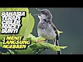 Download Lagu Rahasia terapi Ciblek macet bunyi/bisu jadi gacor ngebren @GaleryKicau21