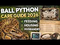 Ball Python Care Guide 2026 Complete Setup Feeding Husbandry CrossStar Reptiles