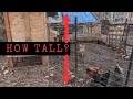 Perfect Chicken Fence Height No Wing Clipping Needed
