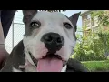Metro Detroit animal shelters put out call to get dogs adopted after reaching capacity again