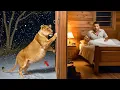 Pregnant Lion Knocks on Ranger's Door on Christmas Eve — What Happened Next Is SHOCKING!