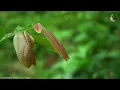 200 Best Beautiful Piano Instrumental Love Songs Ever - Music That Bring Back Sweet Memories Of 80's