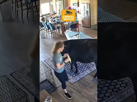 Farm Fails | Animal Watch