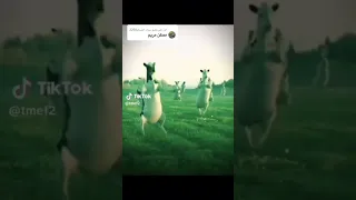 مريومة مومة مومة 