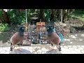 Download Lagu Suara Burung Jalak Nias Terjepit Sangat Ribut