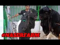 Download Lagu kambing PE jantan ( pacek ), dari luri yang berbeda❗ Naser farm Wonosobo
