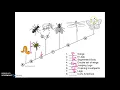 Cladograms