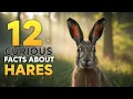 Download Lagu 12 opmerkelijke weetjes over hazen 🐇✨ (bereid je voor op verbijstering!)