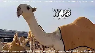 سلطان العذبة    ذلول  تتل القلب تل الرشا المسحوب   شيلة الموسم   مسرع   بطي   تهولل        دندنها