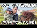Download Lagu [Raising a child in Japanese in Sweden] We take our 2-year-old on a slightly mysterious alpaca sa...