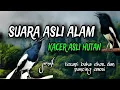 Download Lagu TERBUKTI SANGAT AMPUH, MERANGSANG EMOSI KACER JADI NYAUT BUKOR