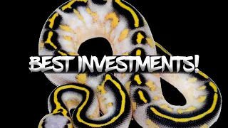 Top 8 Ball Python Morphs that Hold Their Value