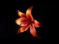 Mender by Mavi x Clario Juna mix 