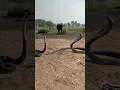 Download Lagu king Cobra Sanke naag Jogi dance short video naag Jogi #snake #kingcobra #vlog #snakebite #naag