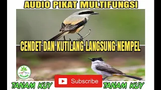 kutilang dan cendet auto nempel audio pikat cendet dan kutilang paling ampuh 