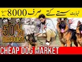 Download Lagu Cheapest Dogs market  in Pakistan  || Rawalpindi Dog Prices \u0026 Breeds #dog market sunday pakistan