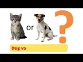 Dog vs cat classification using python CNN keras python