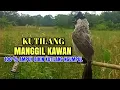 Download Lagu Suara Burung Kutilang Gacor Asli 100% Ampuh Untuk Memanggil Burung Kutilang Liar Auto Mendekat