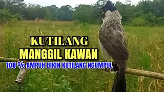 Download Suara Burung Kutilang Gacor Asli 100% Ampuh Untuk Memanggil Burung Kutilang Liar Auto Mendekat MP3