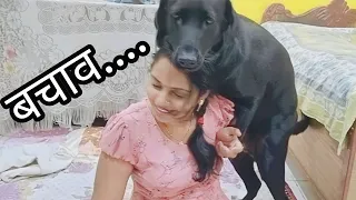 jenny pagal ho gai hai jenny hui out of control pawsplanetbingo doglover dog