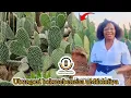 Download Lagu Ubungozi boMdolofiya explain by Dr Peekay | abanye bathi uthela inhlabathi kwi Phalishi lethu manje